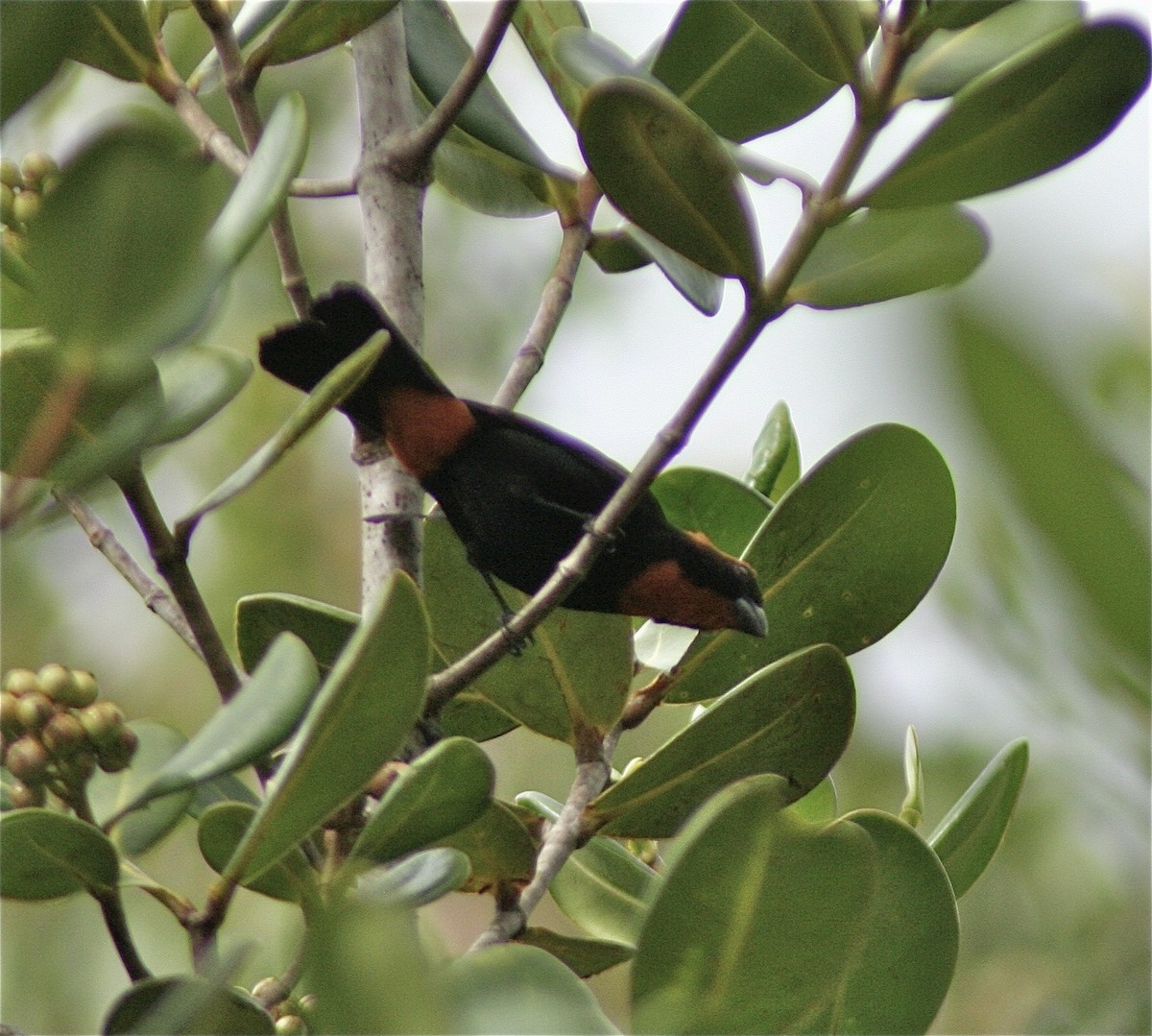 Puerto Rican Bullfinch - ML620179958