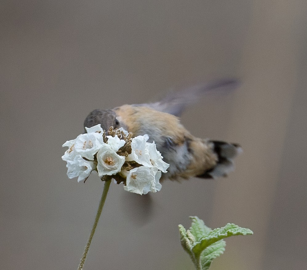 Colibrí de Myrtis - ML620179963