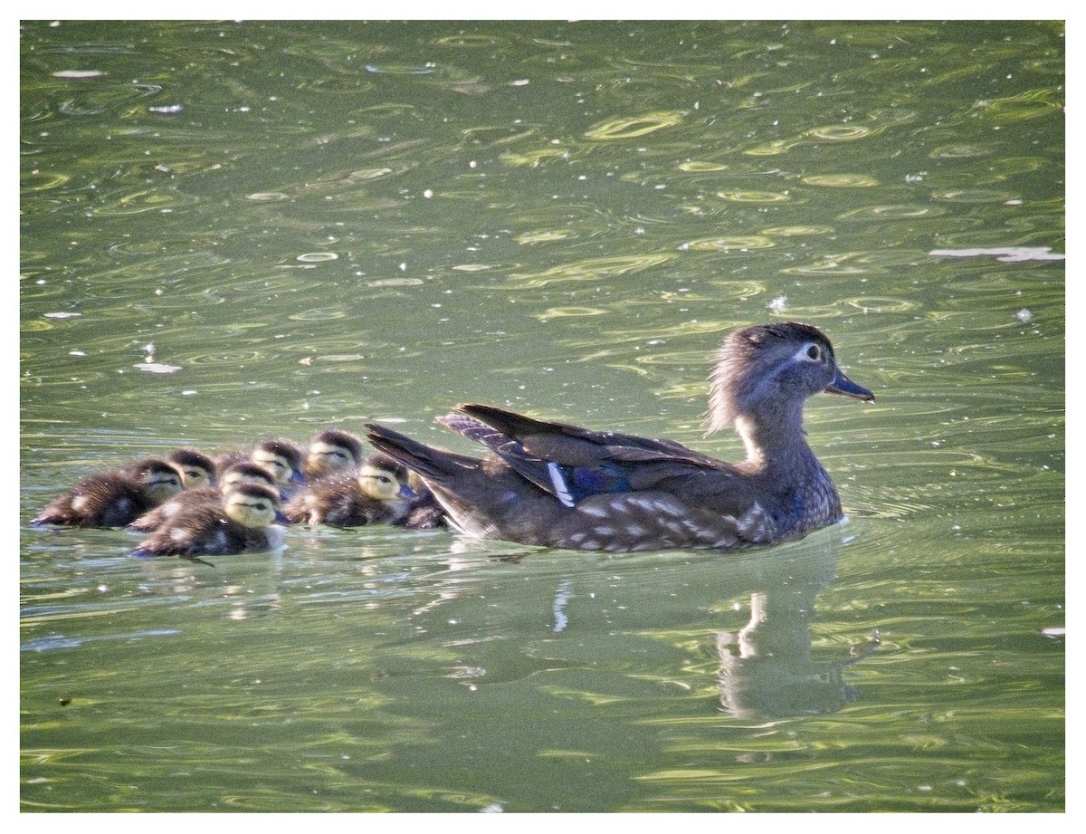 Wood Duck - ML620179967