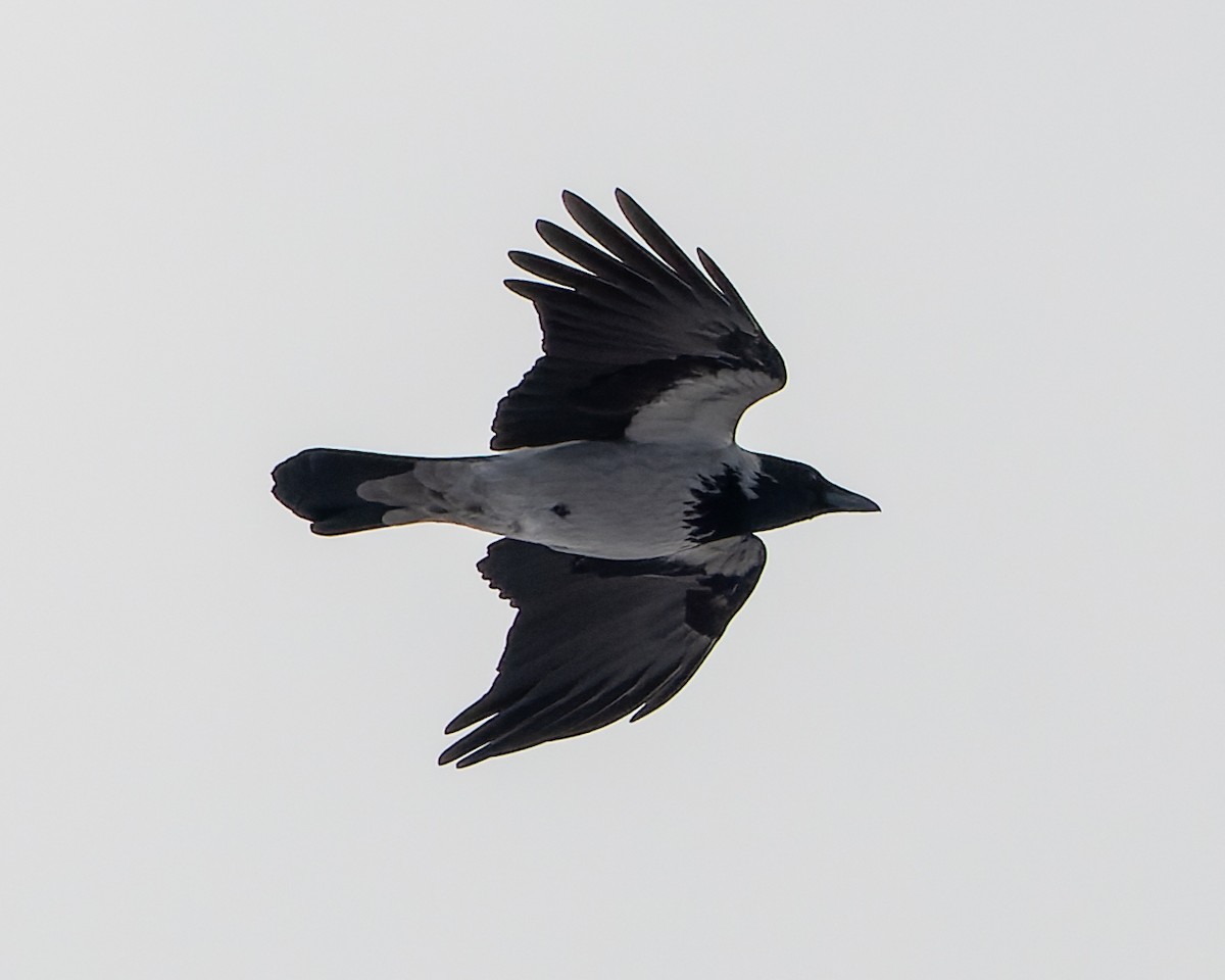 Hooded Crow - ML620179974