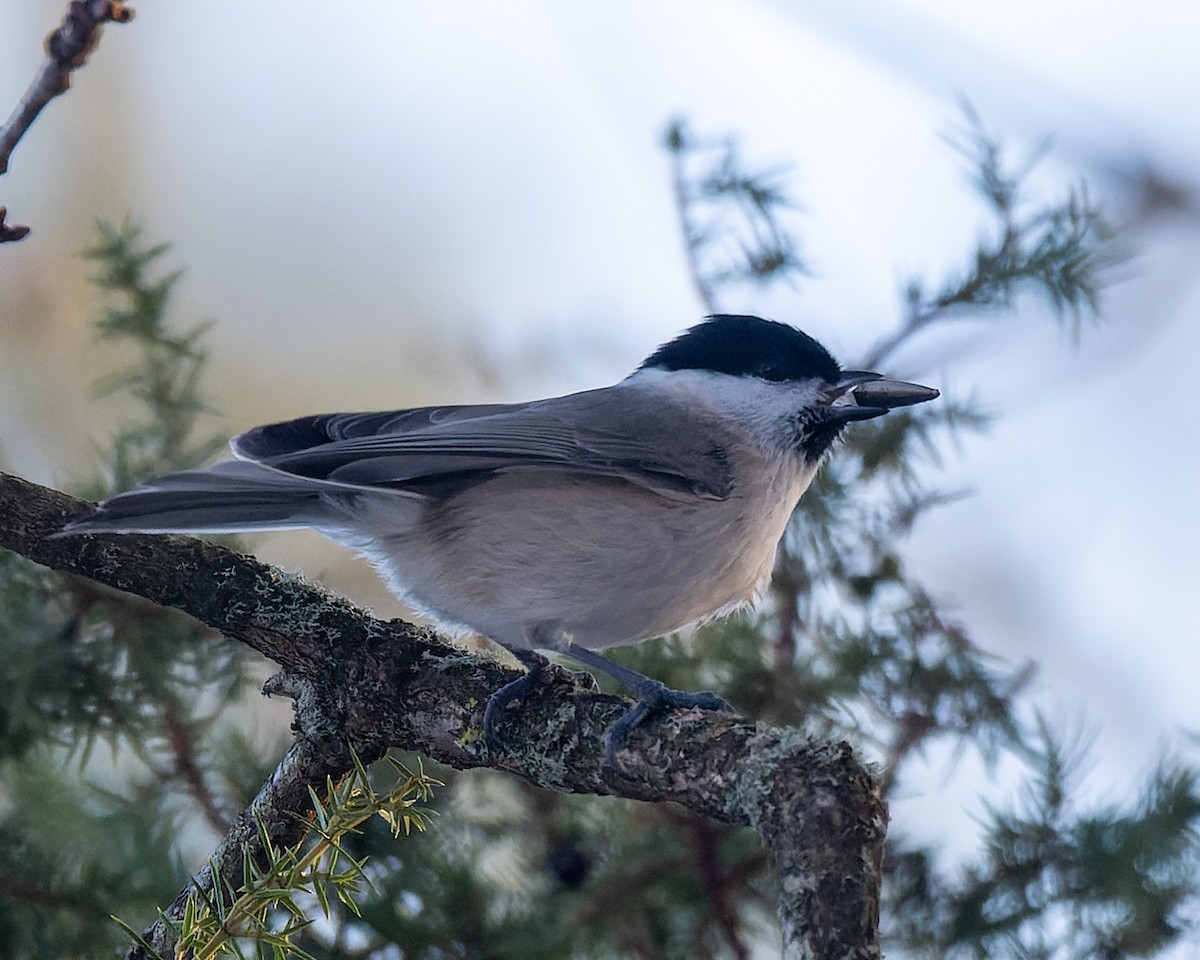 Marsh Tit - ML620180002