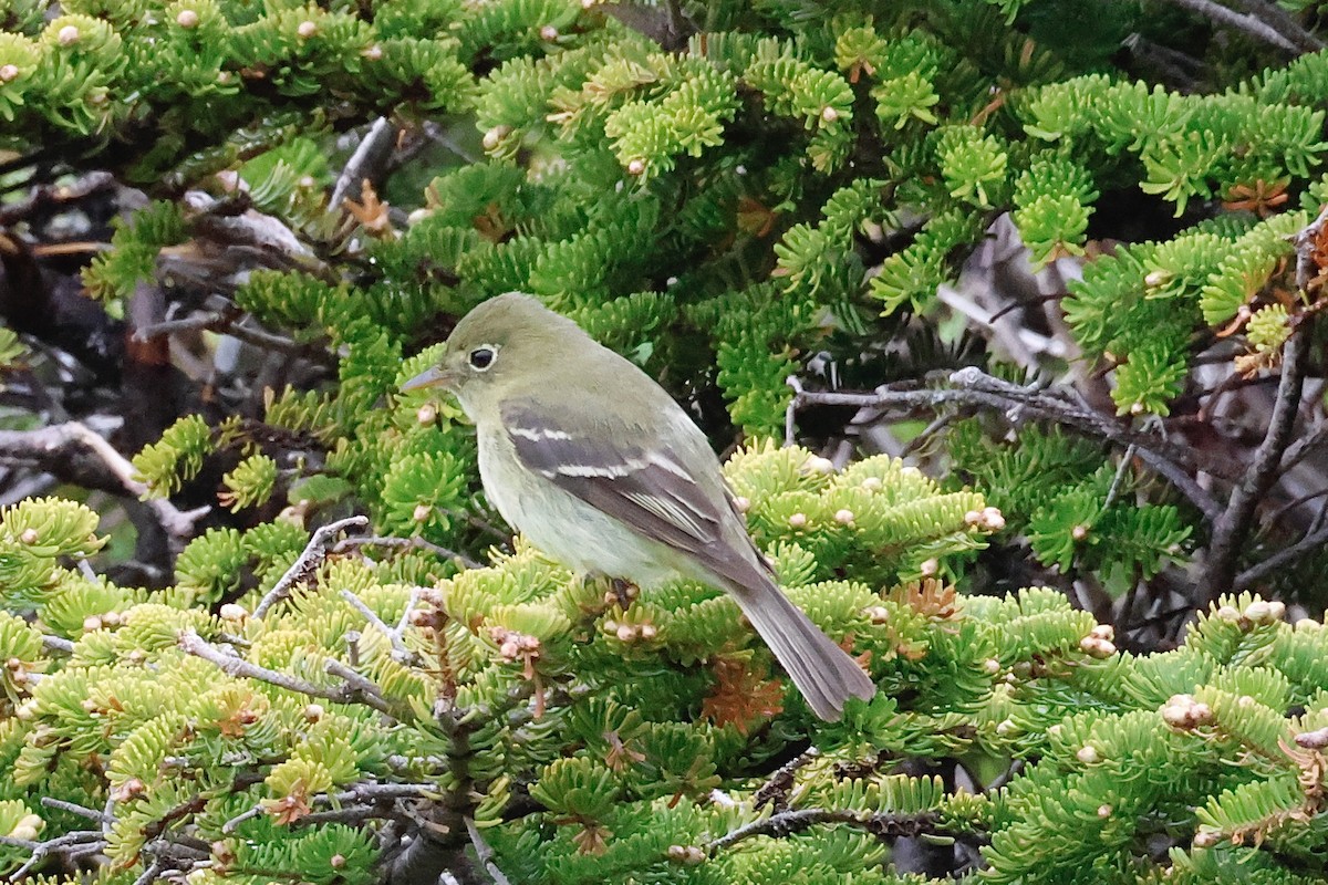 Yellow-bellied Flycatcher - ML620180003