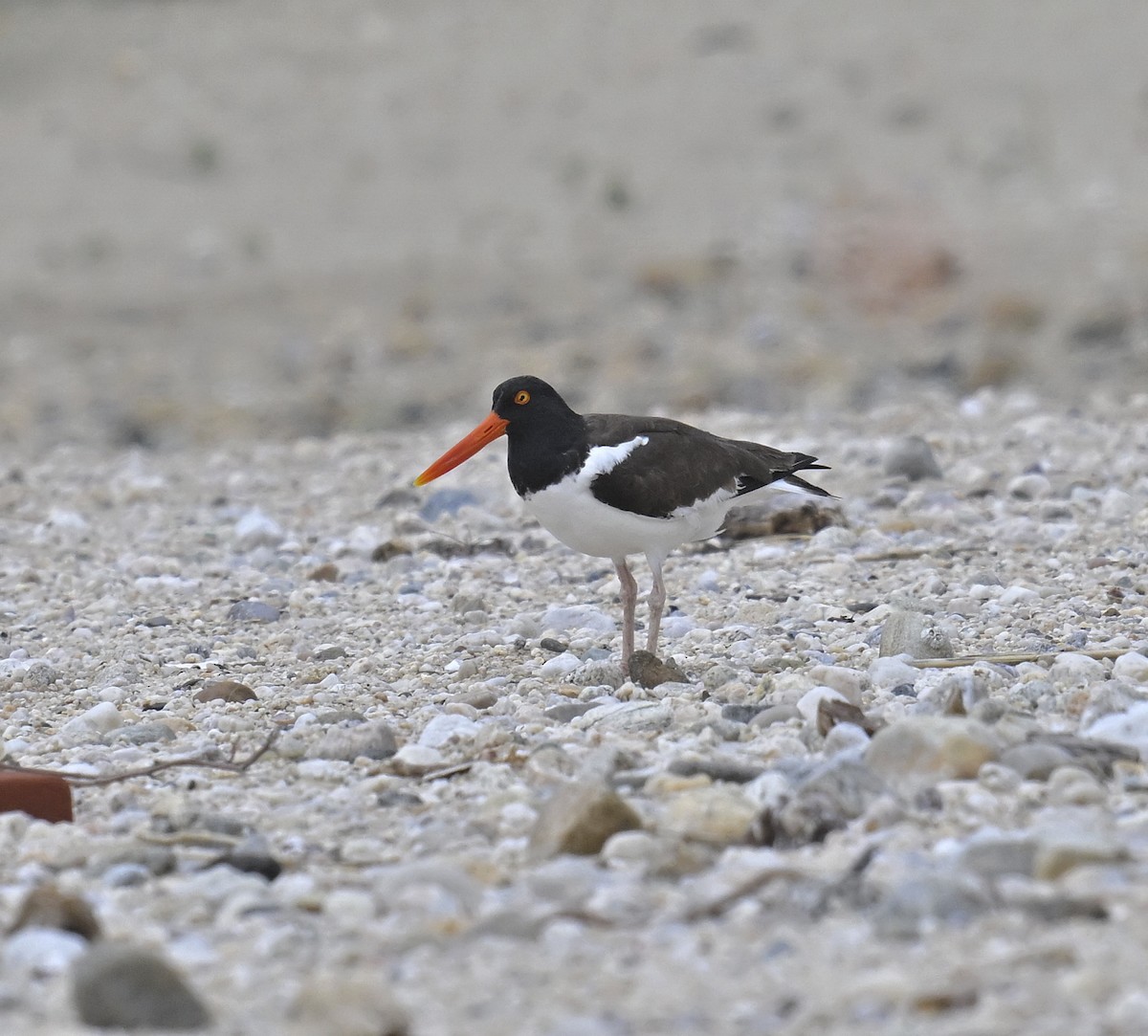 American Oystercatcher - ML620180004