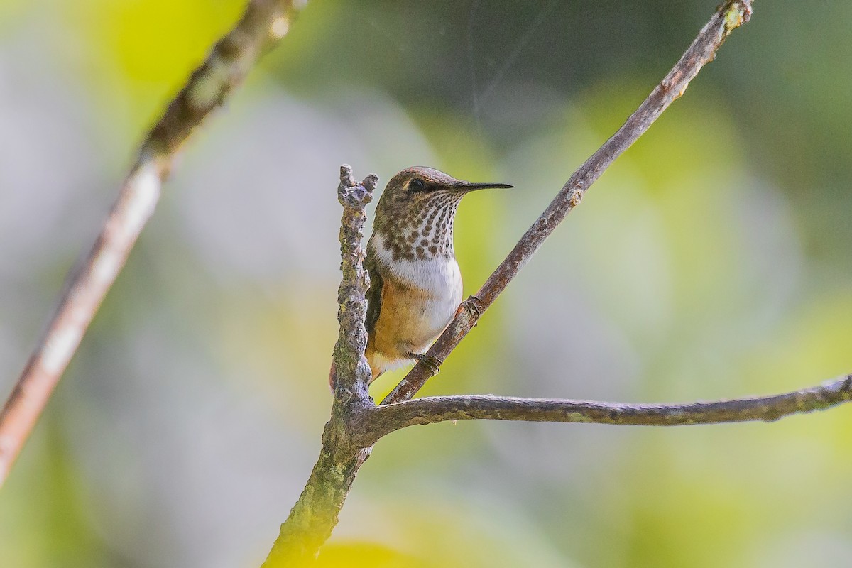 Wine-throated Hummingbird - ML620180008