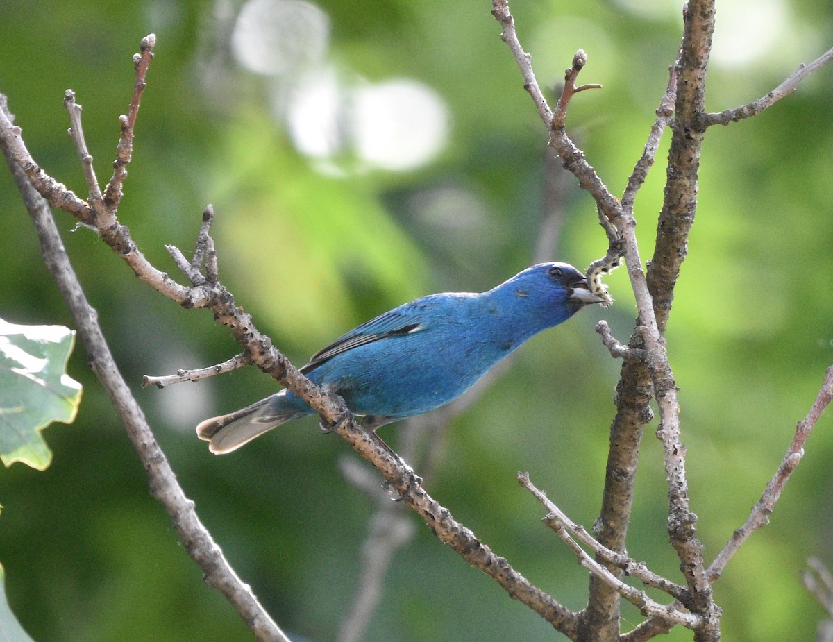 Indigo Bunting - ML620180015