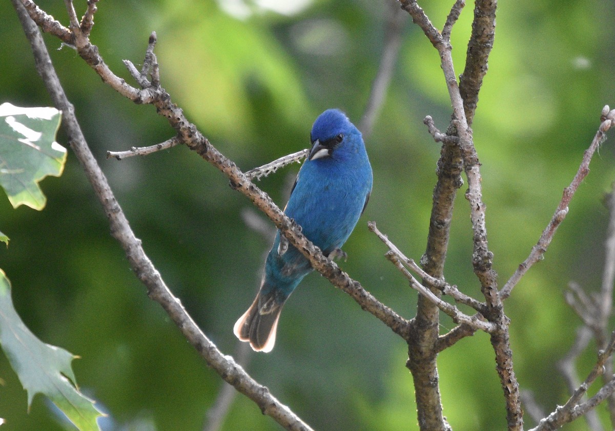 Indigo Bunting - ML620180018