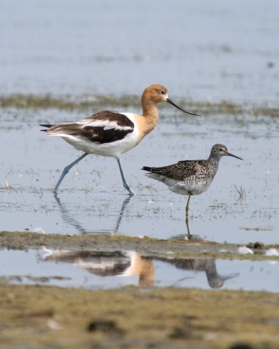 Lesser Yellowlegs - ML620180027