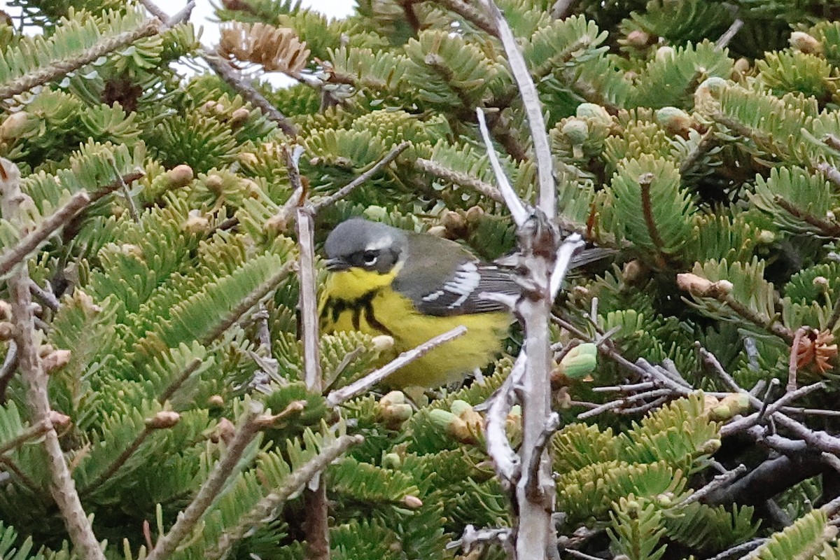 Magnolia Warbler - ML620180029