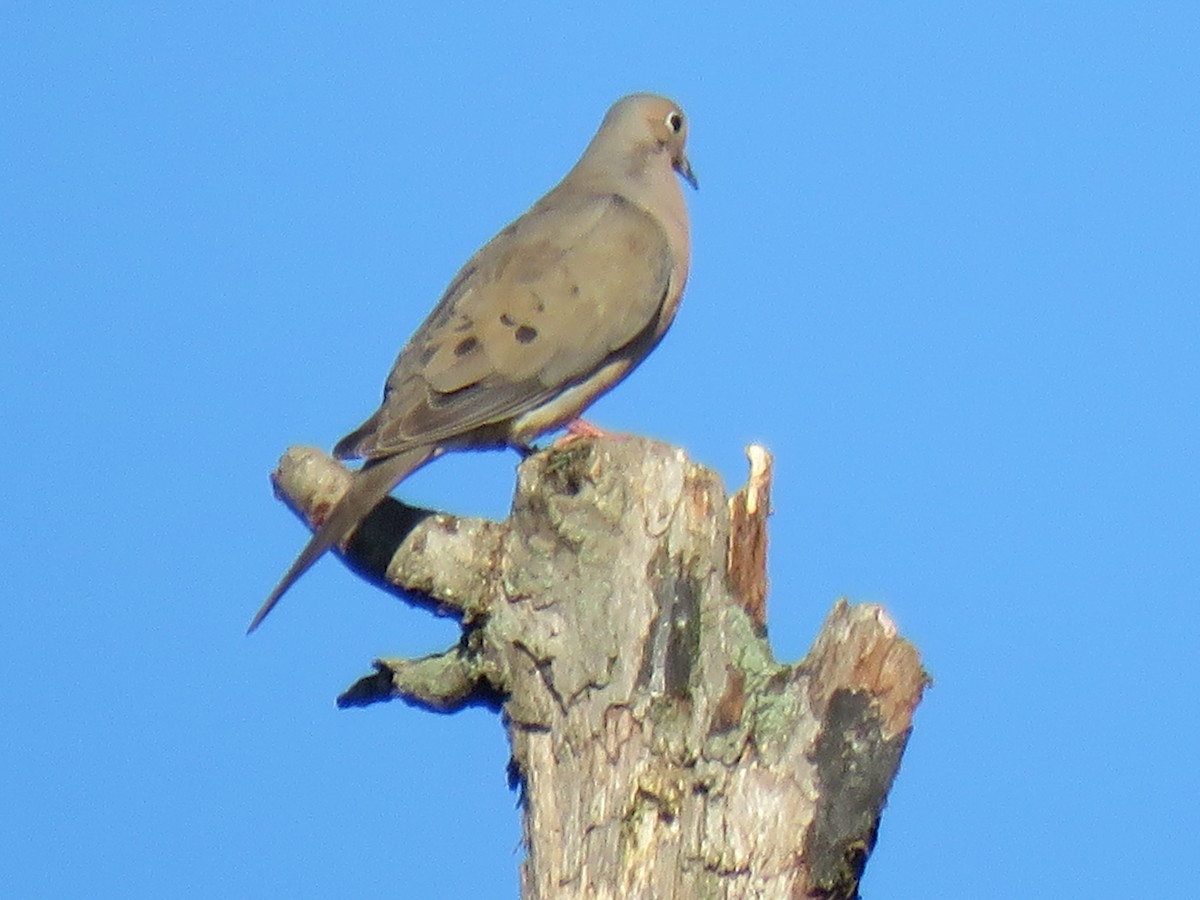 Mourning Dove - ML620180035