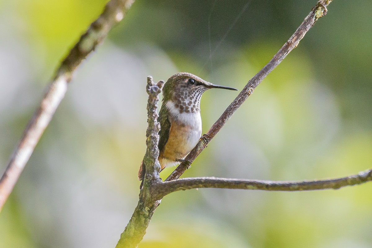 Colibrí de Elliot - ML620180047