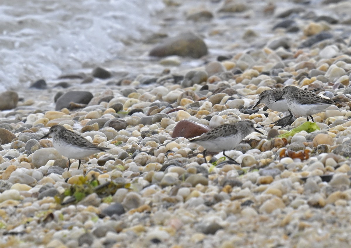 Sanderling - ML620180049