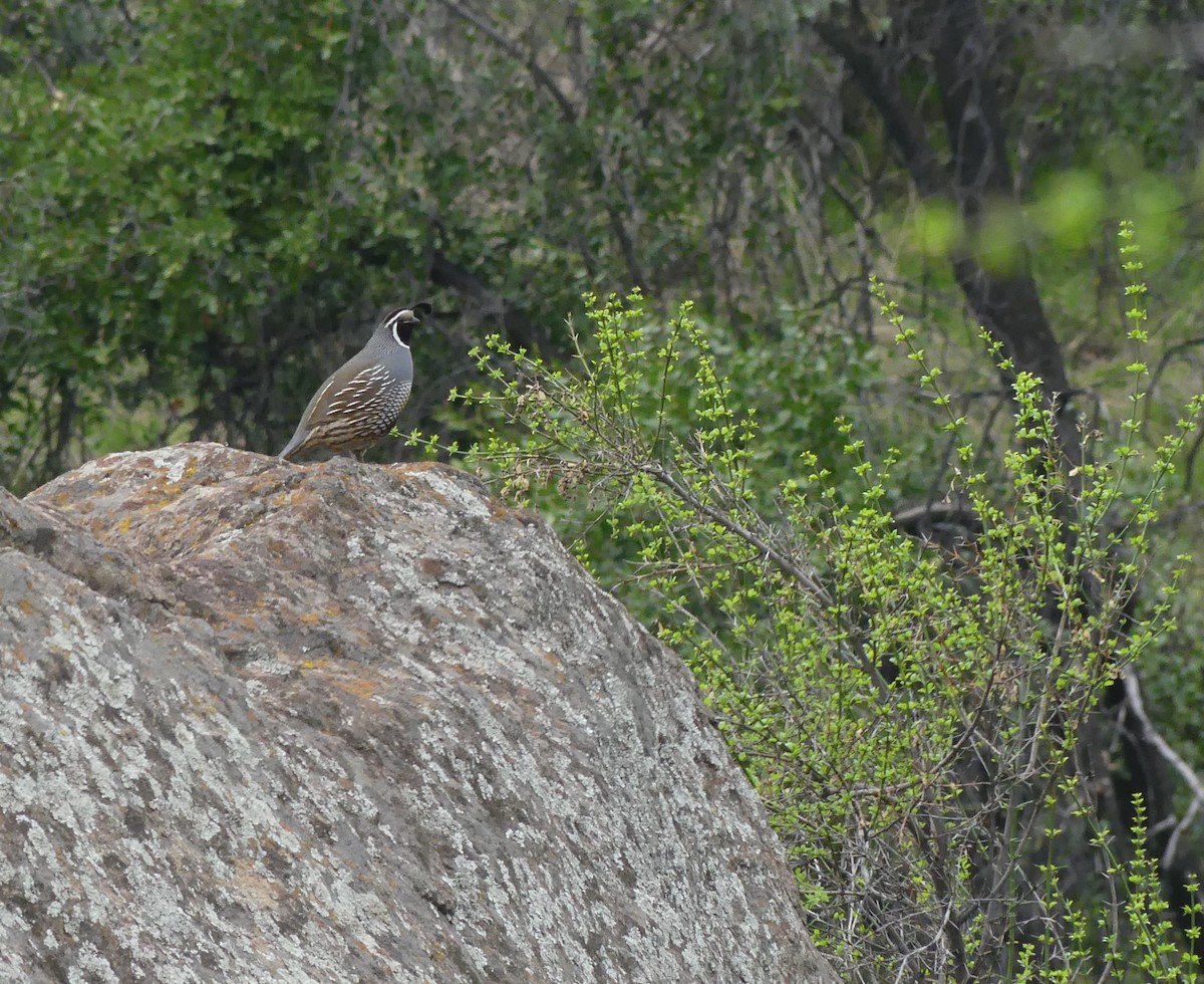 California Quail - ML620180057