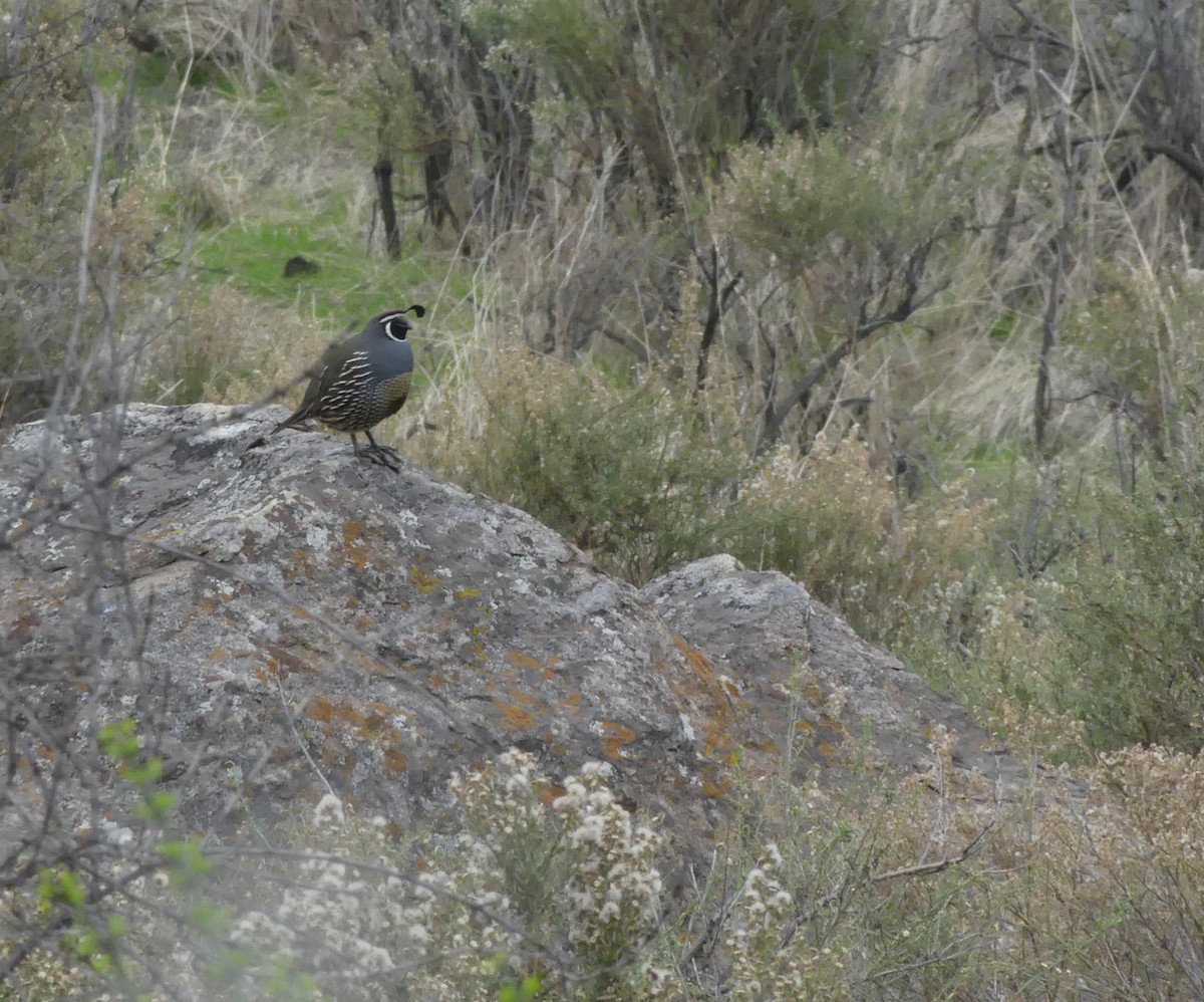 California Quail - ML620180061