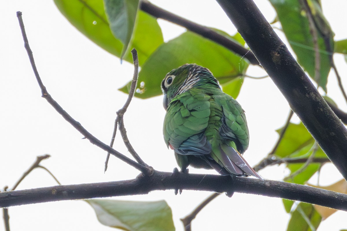 Maroon-tailed Parakeet - ML620180067