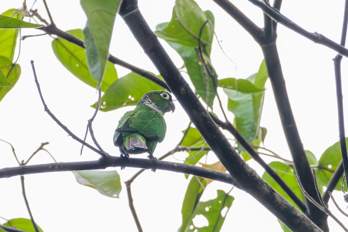 Maroon-tailed Parakeet - ML620180068