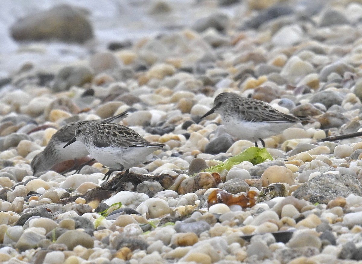 Sanderling - ML620180069