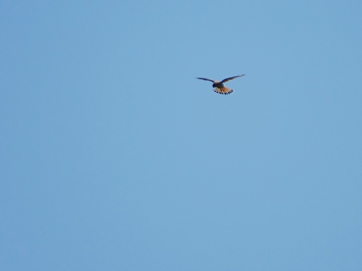 American Kestrel - ML620180070