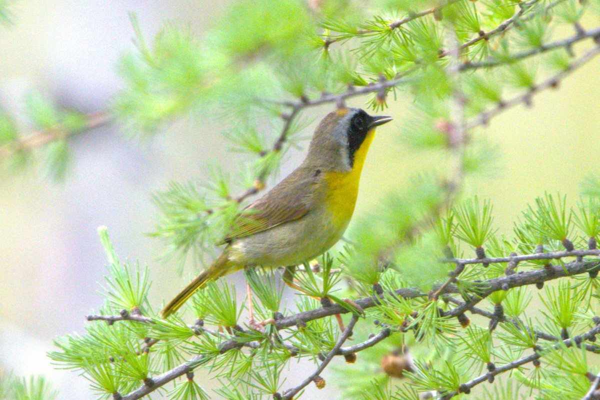 Common Yellowthroat - ML620180072