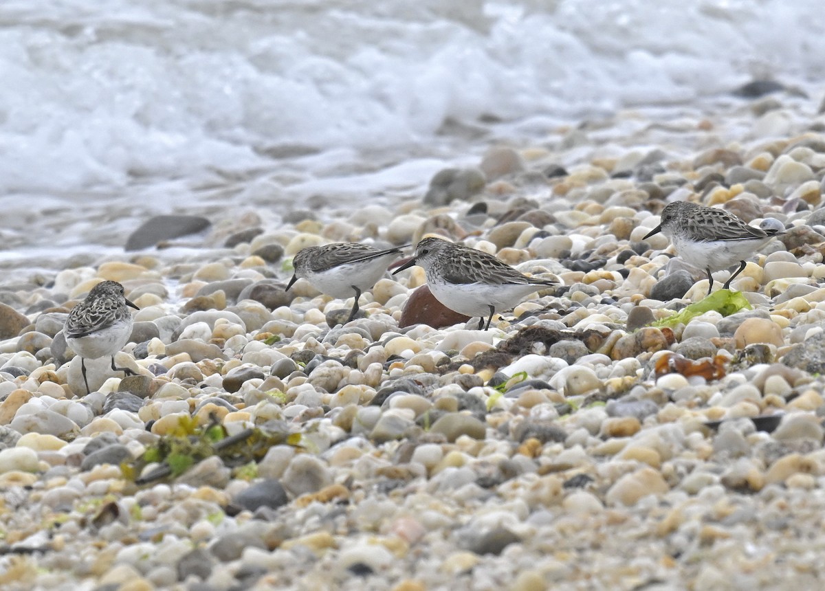 Sanderling - ML620180076