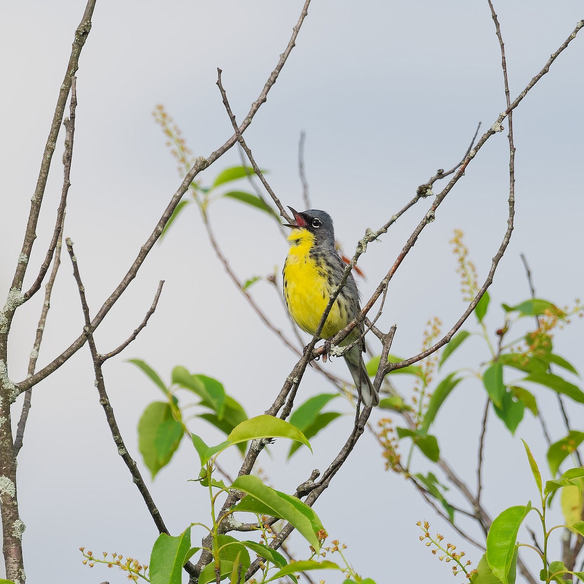 Kirtland's Warbler - ML620180077