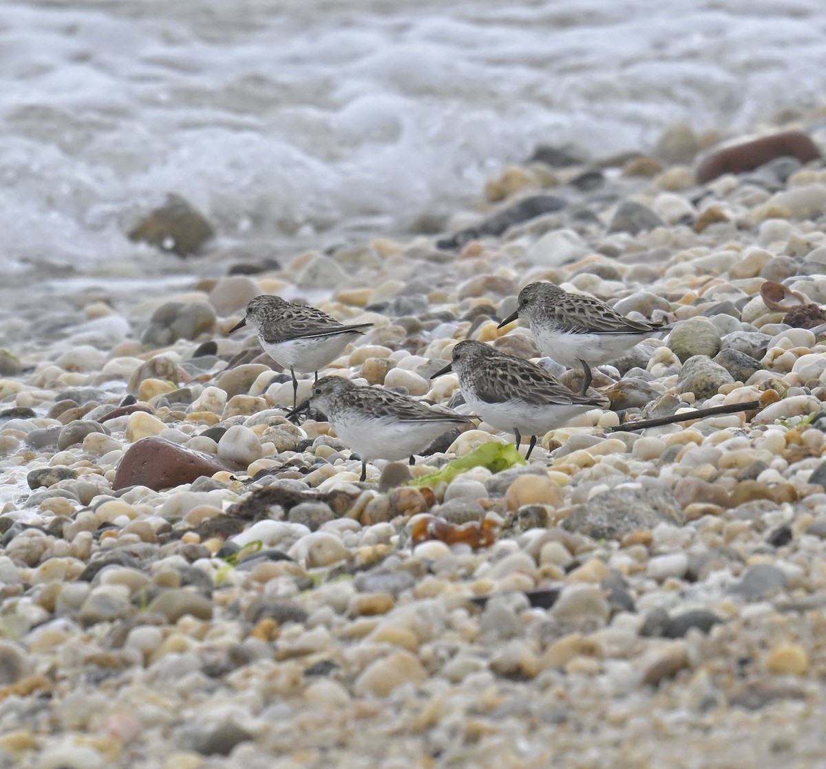 Sanderling - ML620180079