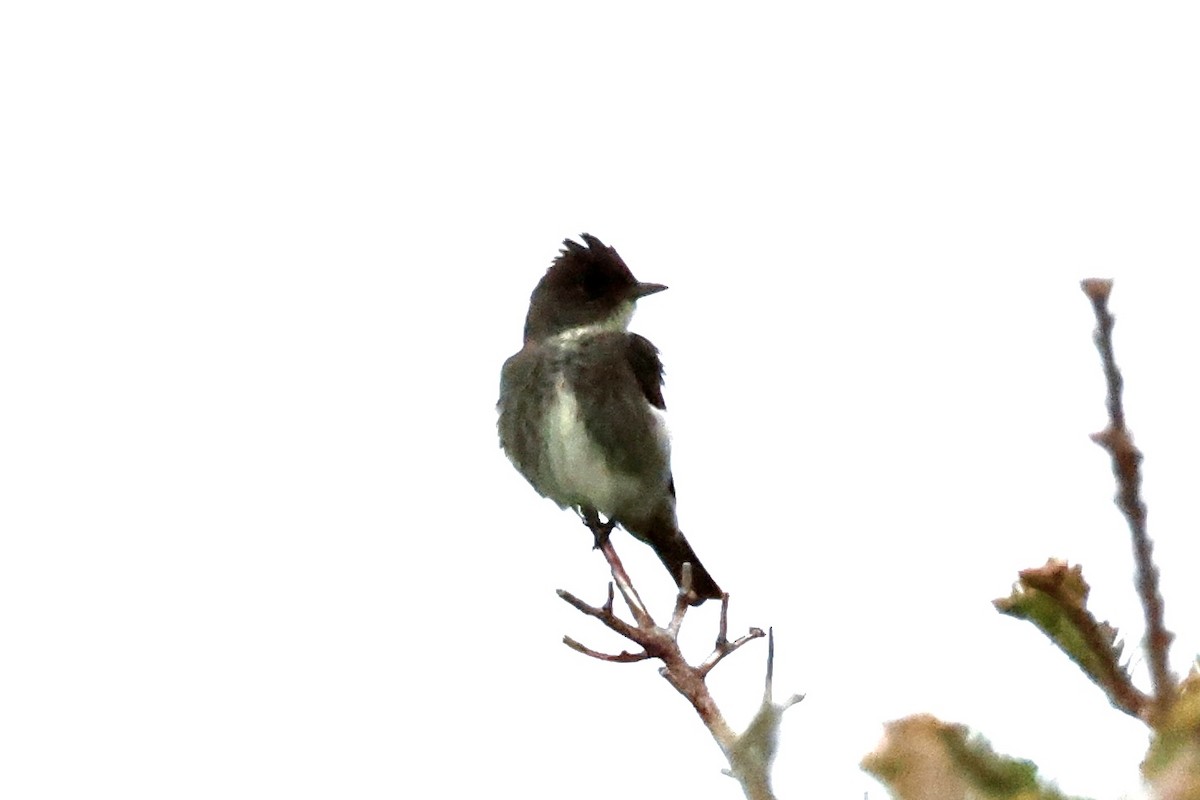 Olive-sided Flycatcher - ML620180082