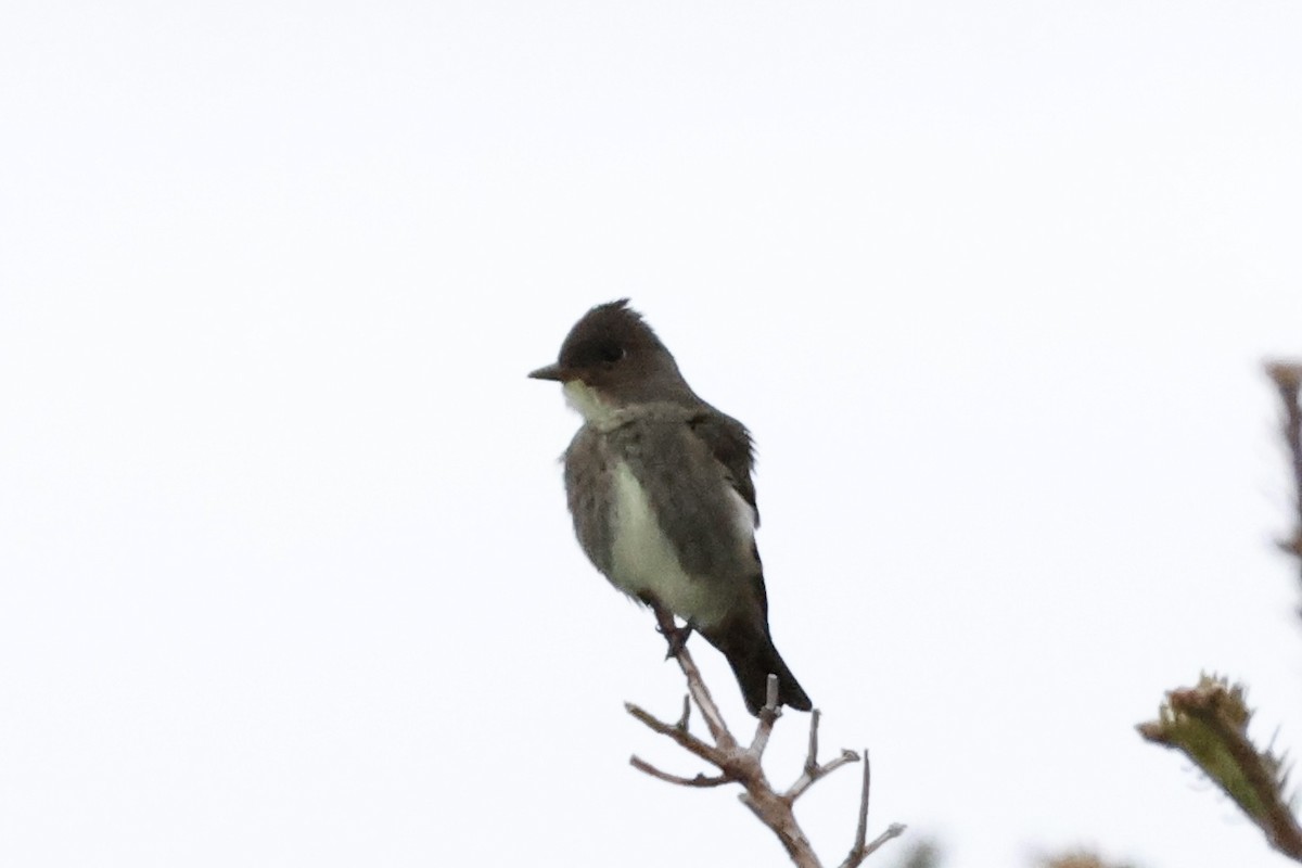 Olive-sided Flycatcher - ML620180083