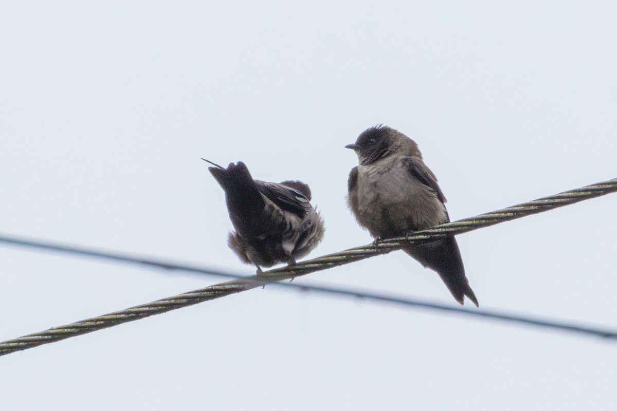 White-thighed Swallow - ML620180086