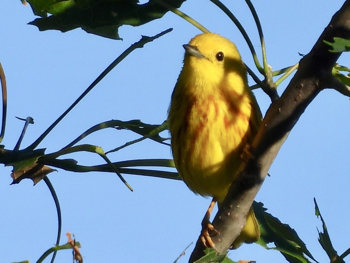 Yellow Warbler - ML620180090