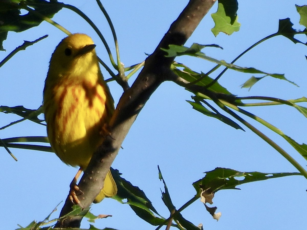 Yellow Warbler - ML620180091