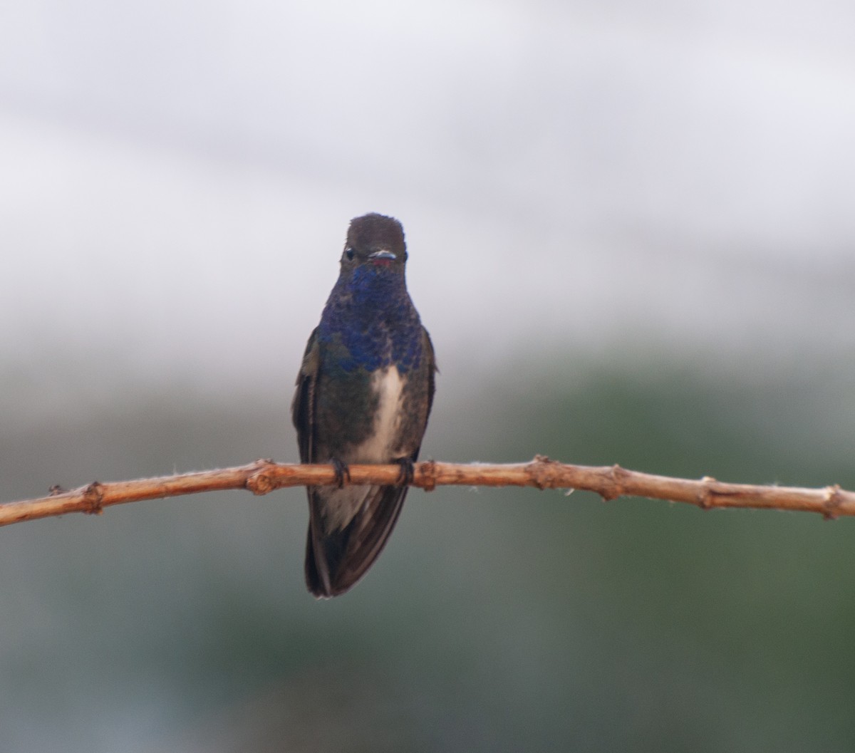 kolibřík safírový - ML620180092