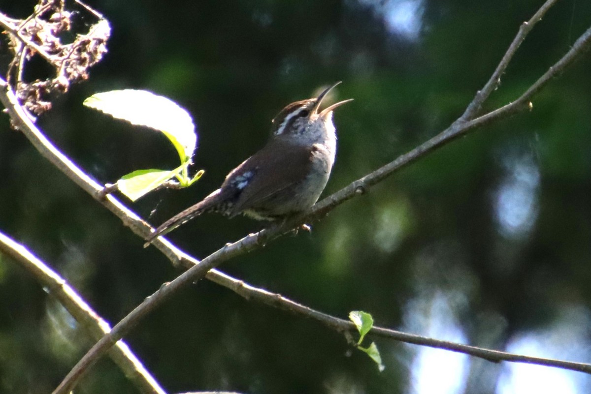 Bewick's Wren - ML620180095