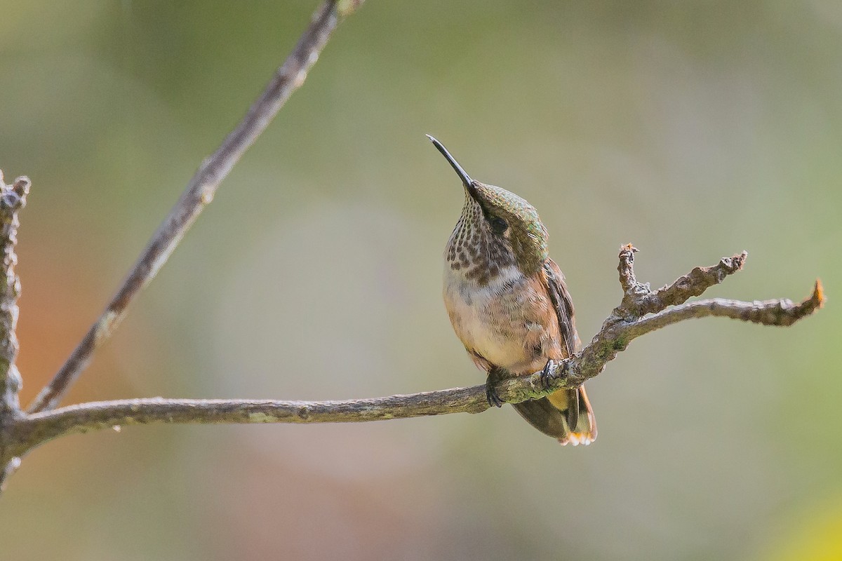 Wine-throated Hummingbird - ML620180096