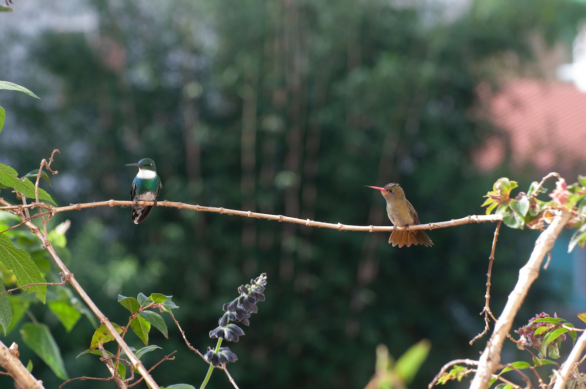 White-throated Hummingbird - ML620180097