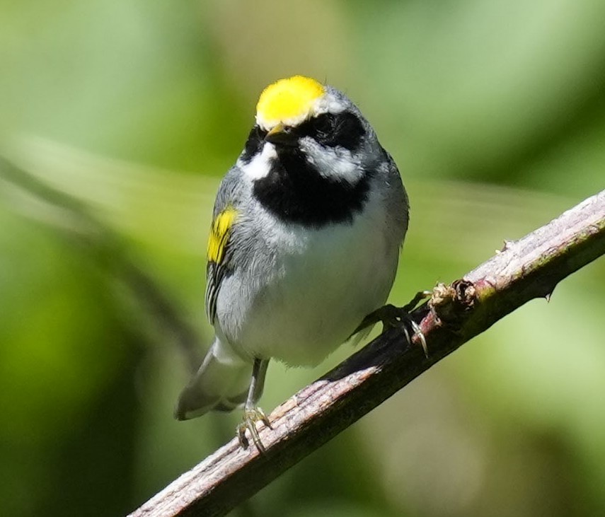 Golden-winged Warbler - ML620180099