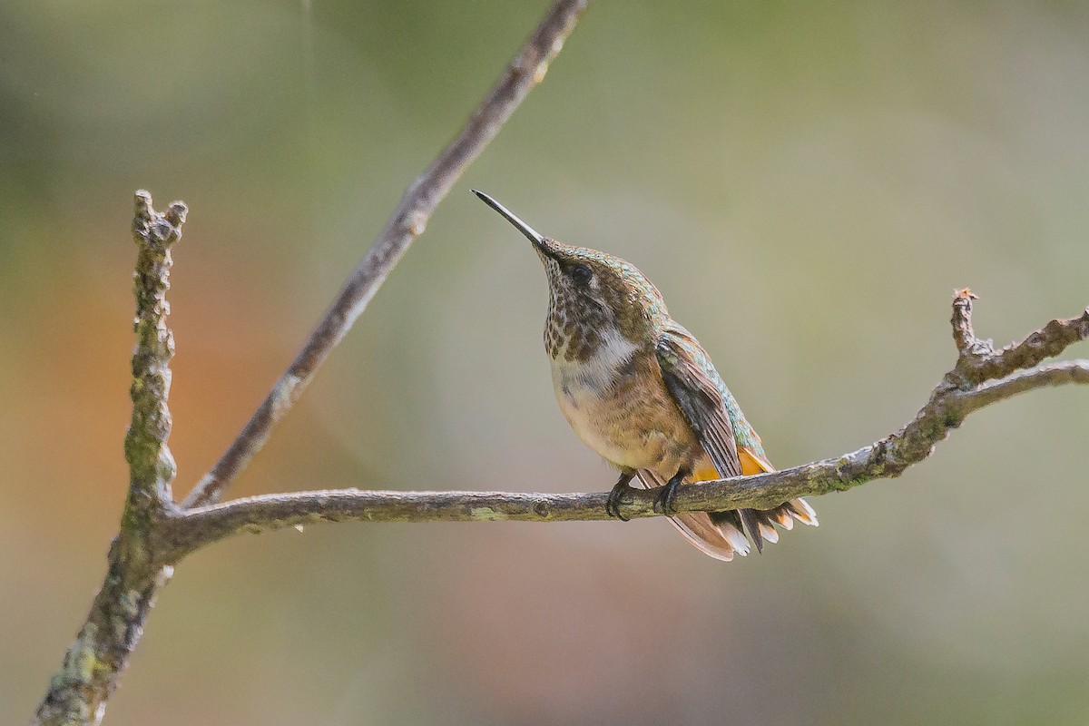 Wine-throated Hummingbird - Enrique Mejía