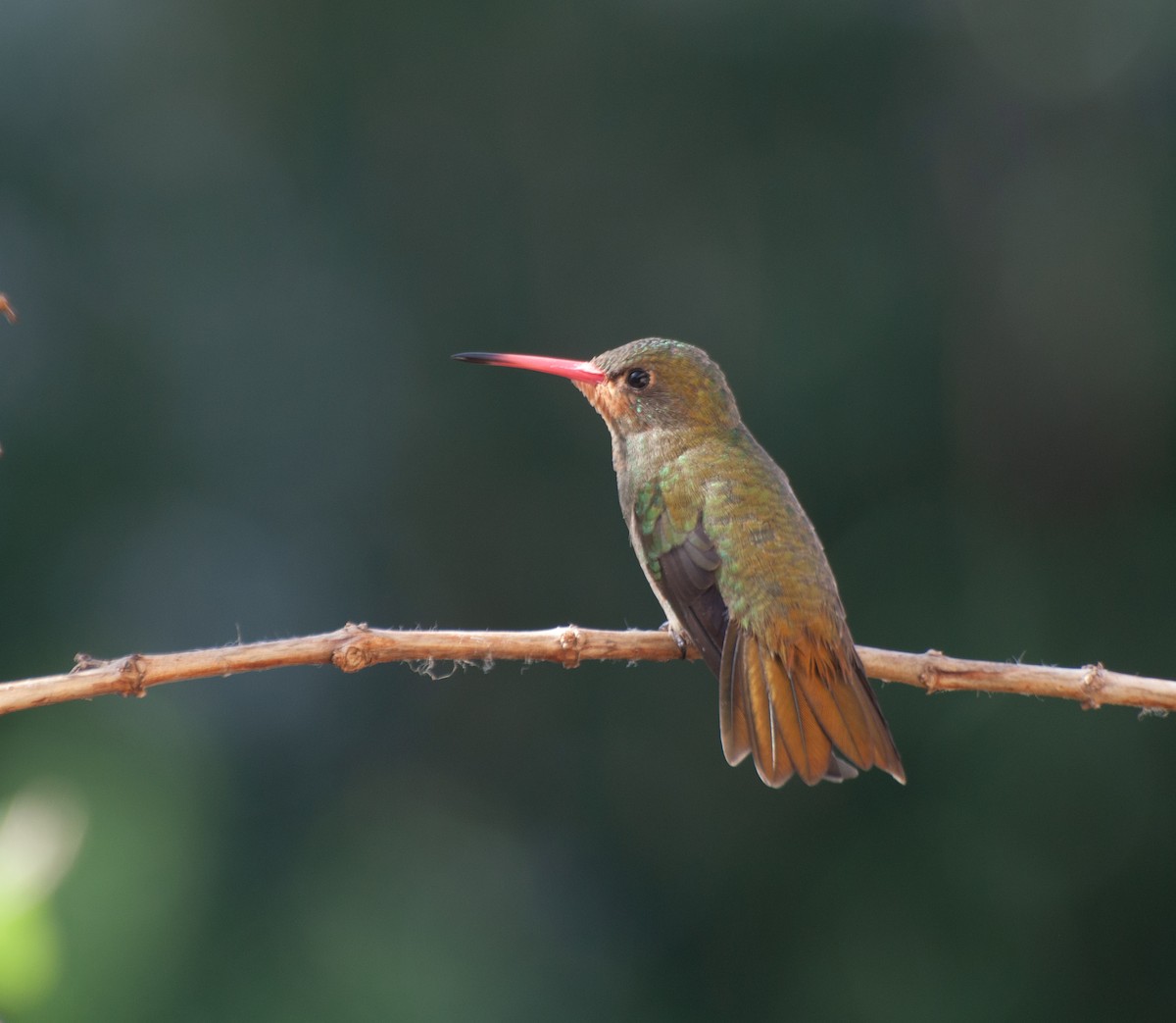 gyllenkolibri - ML620180101