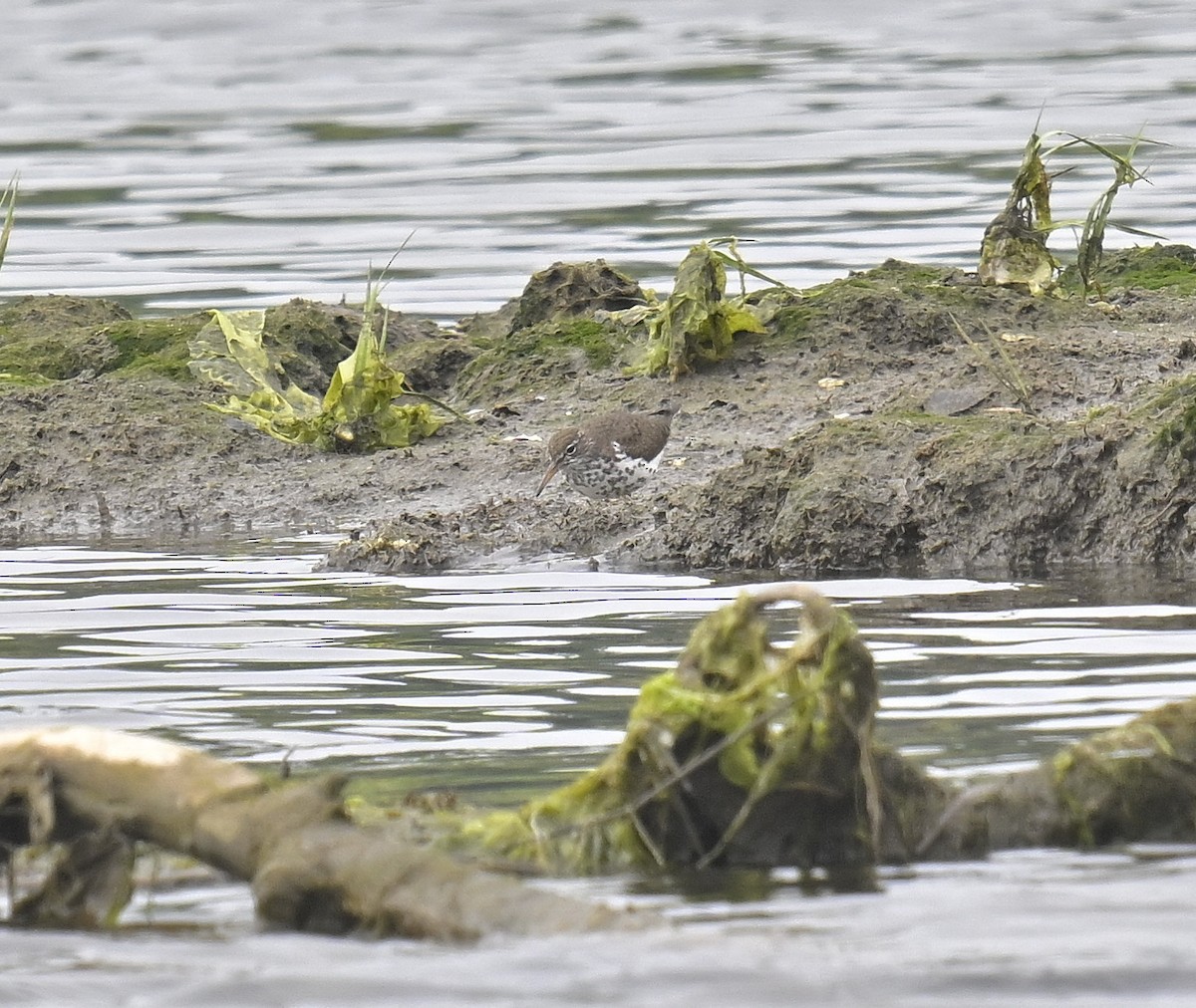 Spotted Sandpiper - ML620180103