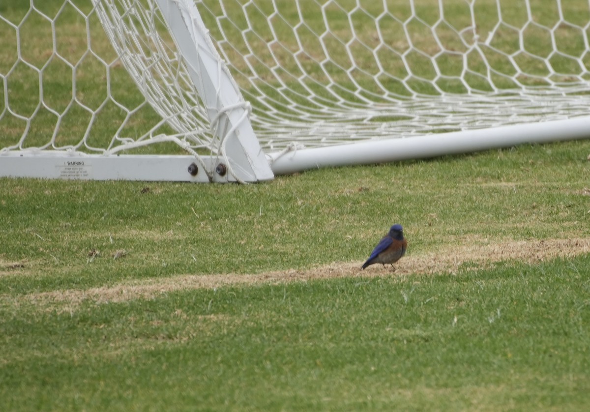 Western Bluebird - ML620180105