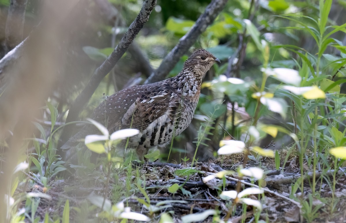 Ruffed Grouse - ML620180114