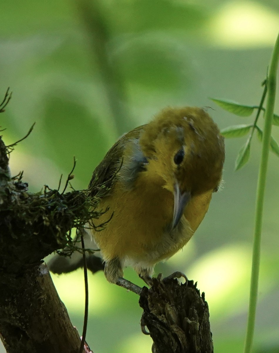 Prothonotary Warbler - ML620180119