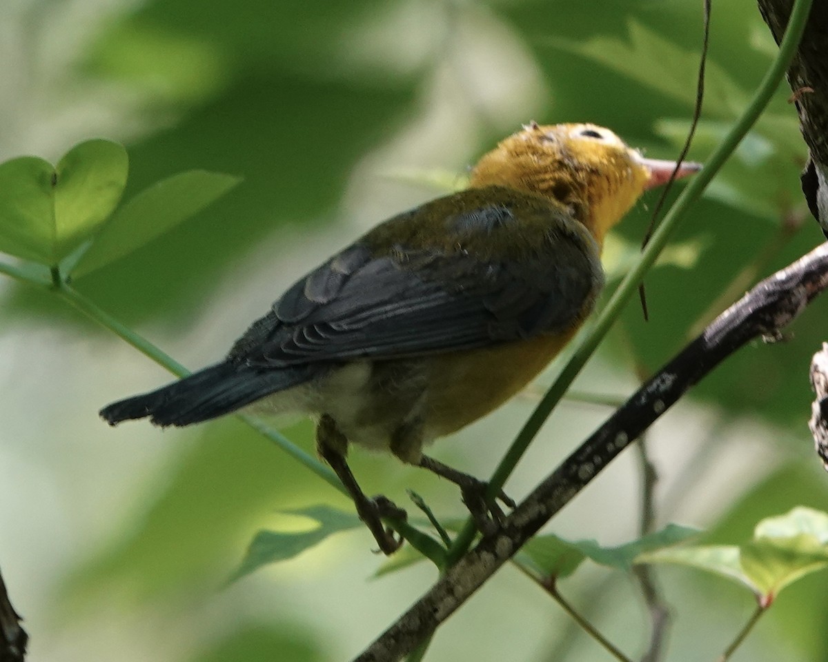 Prothonotary Warbler - ML620180120