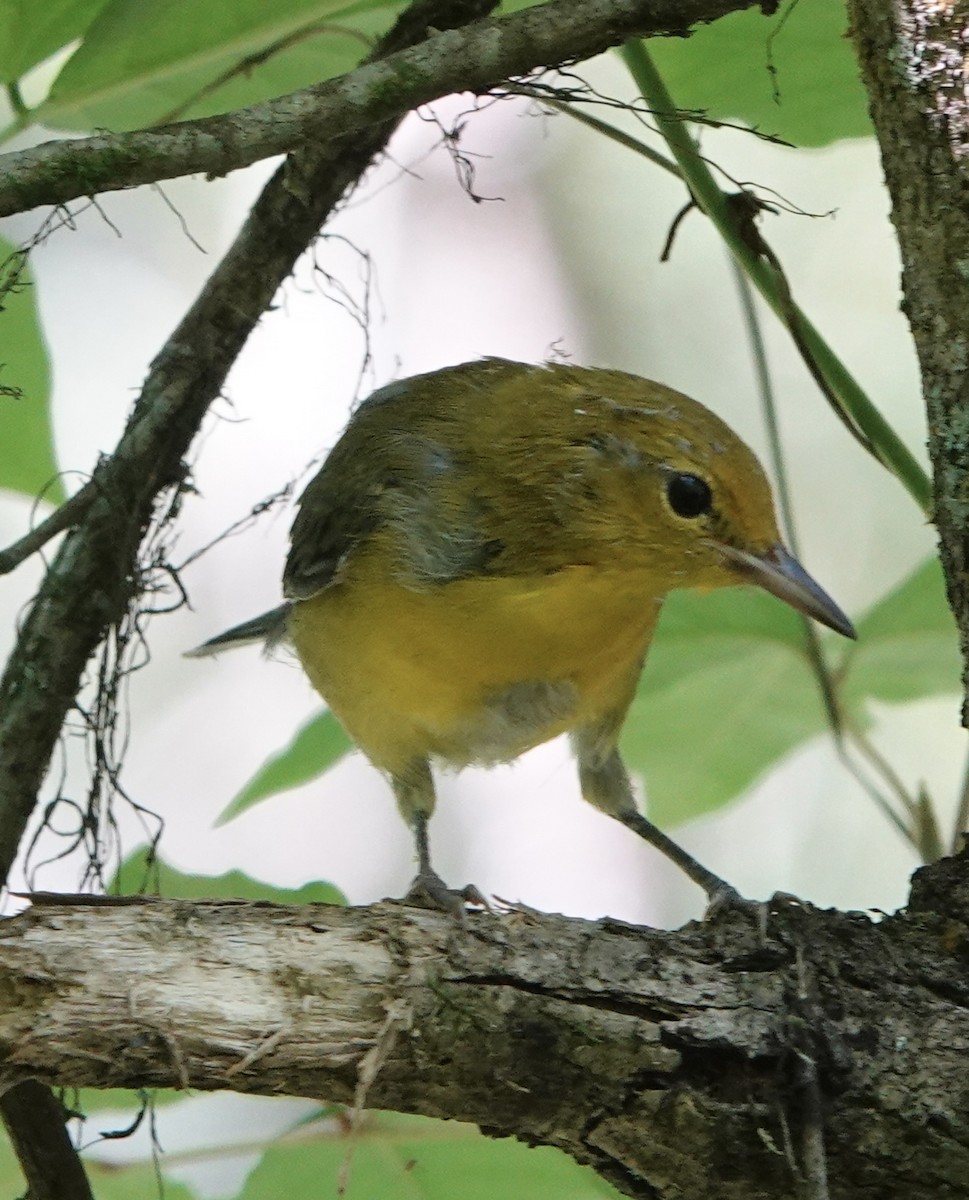 Prothonotary Warbler - ML620180121