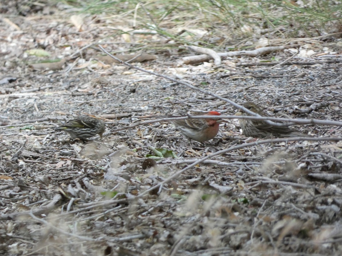 Cassin's Finch - ML620180123