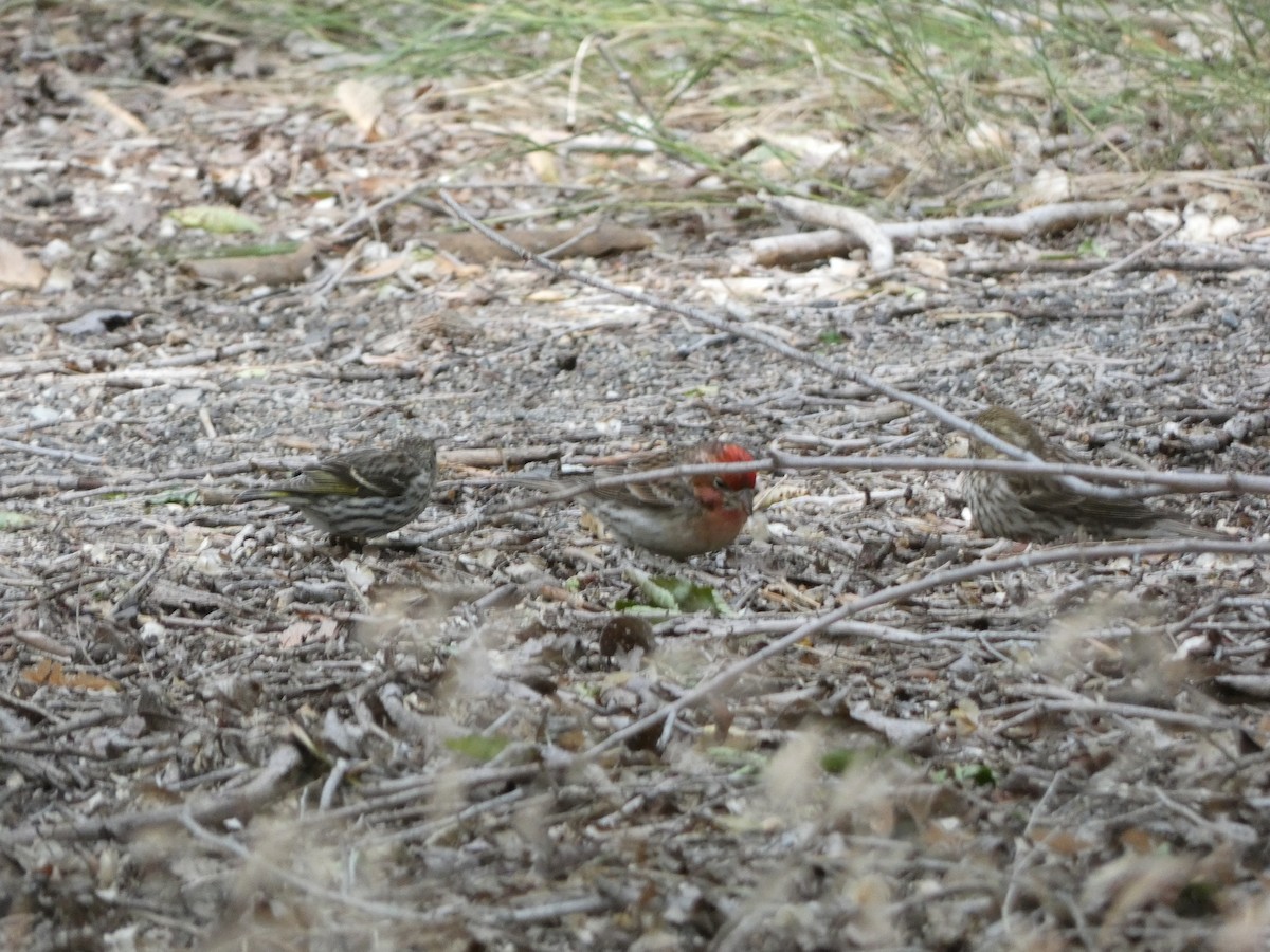 Cassin's Finch - ML620180124