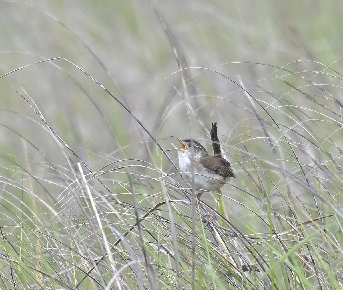 Marsh Wren - ML620180125