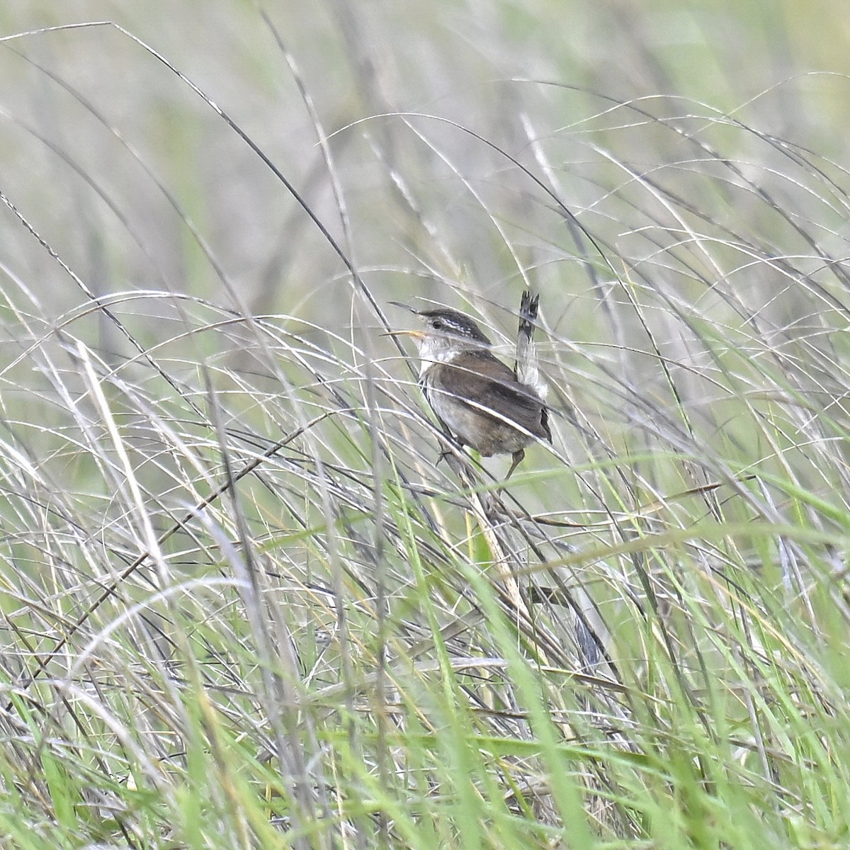 Marsh Wren - Eric Titcomb