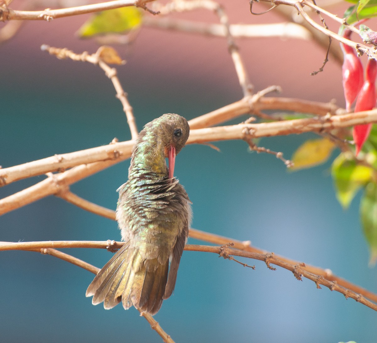 kolibřík zlacený - ML620180130