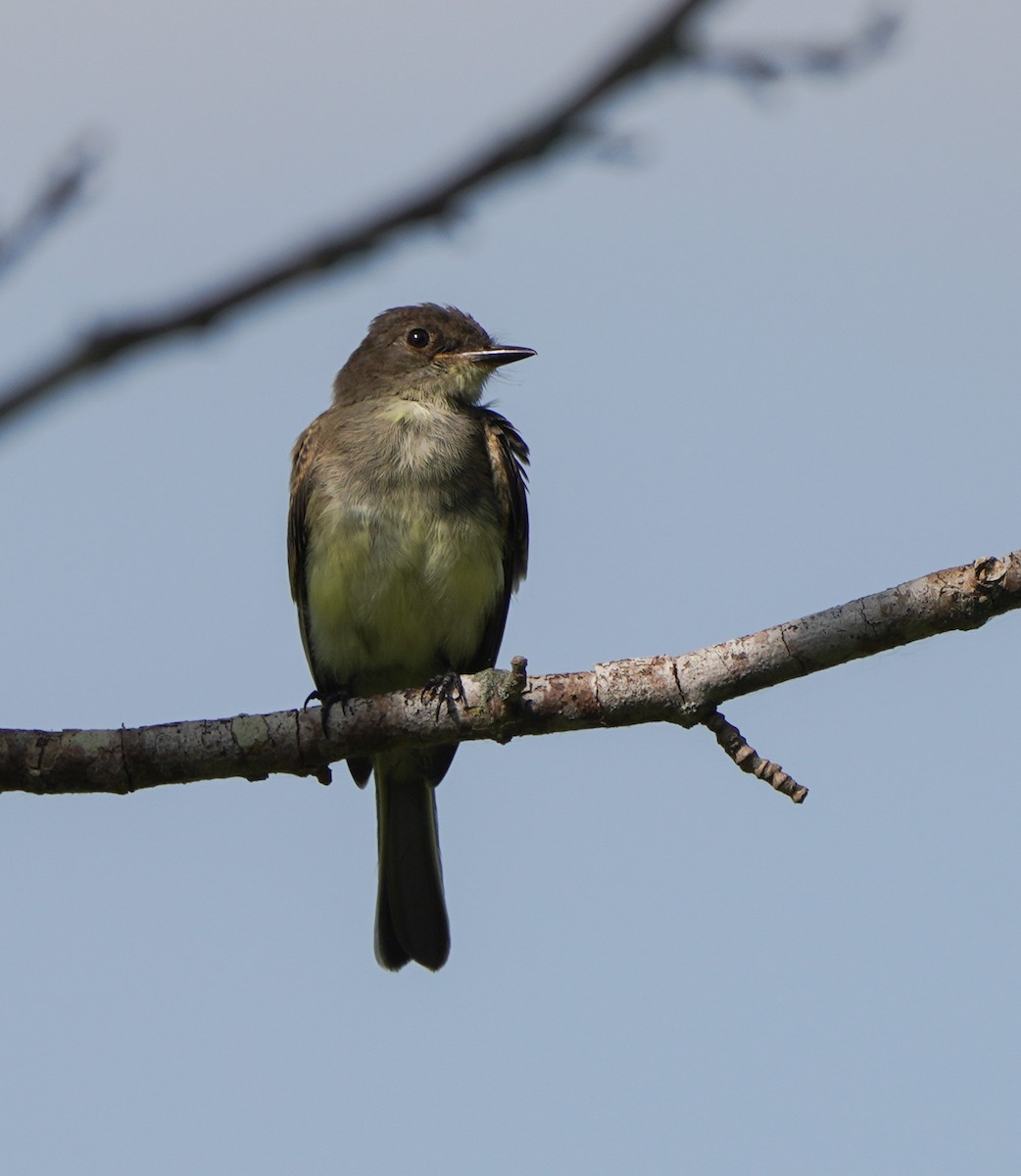 Eastern Phoebe - ML620180132