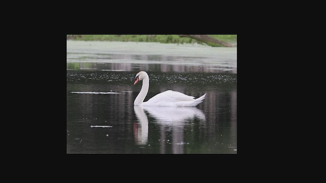 Cygne tuberculé - ML620180133